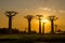 Evening in Baobab avenue