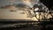 Evening Beach Tree Sillhouette