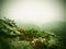 Evening beginning of rain in rocks of Bohemian Switzerland. Colorful tree peaks increased from foggy background