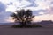 Evening blue hour desert landscape with camel thorn tree against spectacular purple sky