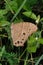 Evening brown butterfly lateral view, Melanitis leda, Pune