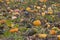 Evening field ripe pumpkins in autumn