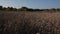 Evening in the field of wheat. Ripe ears lean towards the ground. Video from the grain farm.