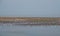 In the evening, flocks of flamingos are feeding or resting in the lagoon.