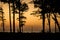 Evening forest, black silhouettes of coniferous trees against the background of the ocean promenade with tetrapods and a lamppost