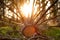 Evening in the forest. Fallen cut crown of pine in sunset sunlight.