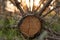 Evening in the forest. Fallen cut crown of pine in sunset sunlight.