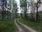 Evening forest and the road through the greenery