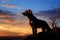 Evening glow casts a beautiful silhouette of a faithful dog