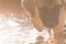 Evening Glow: Close-Up of a Puppy\\\'s Face Wading Through Sunset Waters