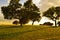 Evening golden sunset in a yellow and peaceful field with silhouettes of trees