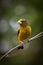 An Evening Grosbeak