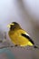 Evening Grosbeak  829976