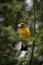 An Evening Grosbeak on Fir Tree