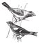 Evening grosbeak Hesperiphona vespertina or Finch 1.Male 2. Female vintage engraving