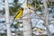 Evening Grosbeaks Perching In Winter Environment