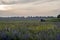 Evening landscape with alfalfa fields, storm sky and combine harvester