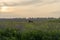 Evening landscape with alfalfa fields, storm sky and combine harvester