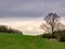 Evening landscape with a mighty old tree, on the edge of a meadow