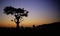 Evening landscape and tree