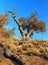 Evening Light on Ancient Bristlecone Pine, White Mountains, California