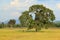 Evening light of big tree plant in gold rice paddy field use as natural land scape background