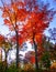 Evening light makes trees blaze with color