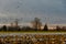 Evening light with migratory snow geese in a field feeding and more flying in to join them, as a nature background