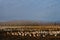 Evening light with migratory snow geese in a field feeding and more flying in to join them, as a nature background
