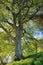 Evening Light on Peaceful Old Beech Tree on the Banks of the River Annan, Dumfries and Galloway, Scotland, Great Britain