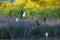 Evening light on roosting Egrets and Cormorants