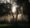 Evening light under Tuscan olive grove