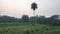 Evening look of farm and trees