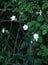 Evening Lychnis Flowers