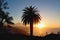 Evening mood in El Sauzal on the island of Tenerife with a view of Mount Teide and a large palm tree in the foreground.