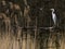 Evening mood. Elegant grey heron resting after hunting over reeds in the evening sunshine