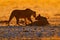 Evening orange sunset in Africa. Lions, portrait of pair of African lions, Panthera leo, detail of big animals, Etocha NP, Namibia