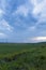 Evening over a green grain field 