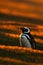 Evening penguin scene in the orange sunset. Beautiful Magellan penguin with sun light. Penguin with evening light. Open penguin bi