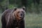 Evening portrait of brown bear