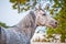 Evening portrait gray horse on ranch paddock