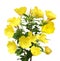 Evening Primrose