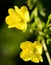 Evening Primrose