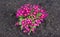 Evening primrose Bush. Plant primula vulgaris purple first spring flower. Colorful pink primrose flowers