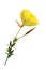 Evening primrose (Oenothera)