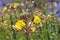 Evening primrose Oenothera biennis on a meadow