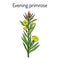 Evening primrose Oenothera biennis , or suncups, sundrops, ornamental and medicinal plant