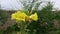 Evening Primrose Oenothera Biennis. Yellow flowers of Oenothera biennis in garden