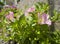 Evening primrose Oenothera rosea pink garden flower