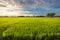 Evening Rice Field